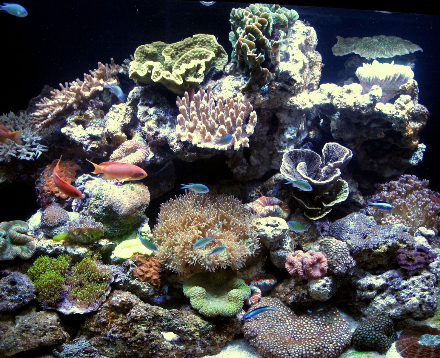 Technological Advances in Aquatics Boost Consumer Interest in Hobby